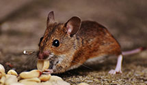 24 Hour & Emergency Exterminators in Jerusalem, RI